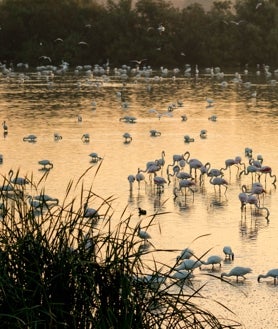 Imagen secundaria 2 - Paisajes de Doñana