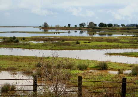 Imagen secundaria 1 - Flamencos en el Parque Nacional de Doñana