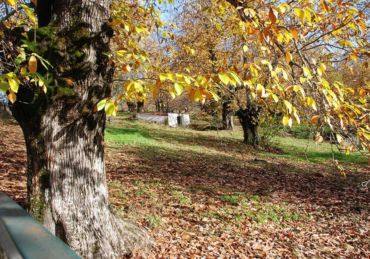 Bosque de Castaño del Robledo