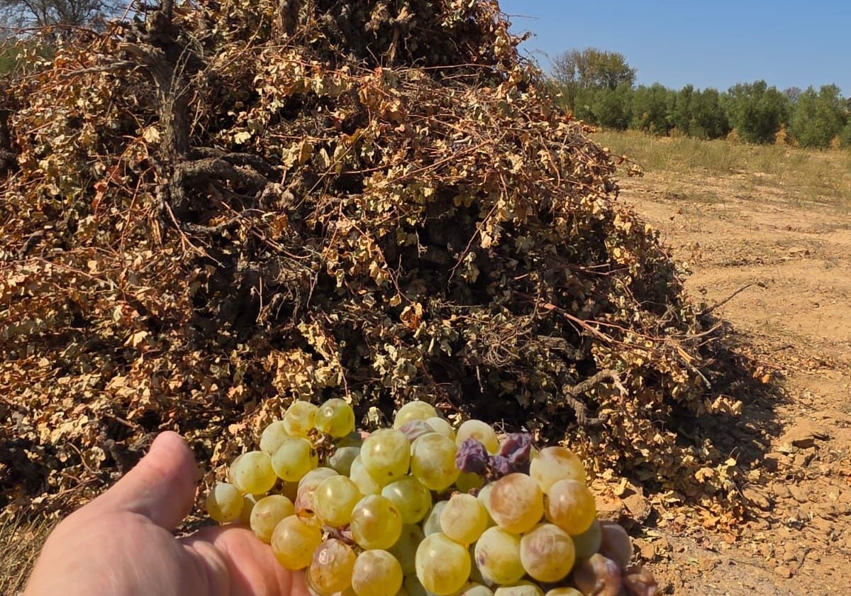 Viñedo arrancado en el Condado onubense