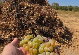 Viñedo arrancado en el Condado onubense