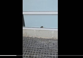Denuncia la presencia de ratas en el exterior del Juan Ramón Jiménez de Huelva: «Esto es lo que hay»