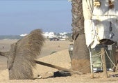 El derribo del chiringuito El Portugués abre la puerta a más demoliciones en la costa de Punta Umbría