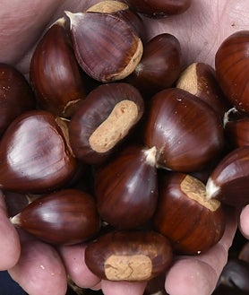 Imagen secundaria 2 - Migas de 'Tosantos' en Santa Ana la Real, Viña El Decepo en Corteconcepción y castañas