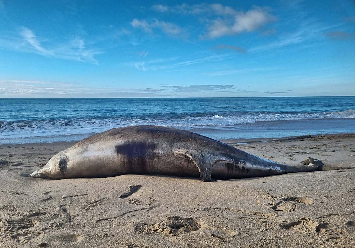 Los restos del delfín junto a la orilla