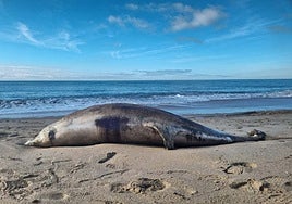 Los restos del delfín junto a la orilla