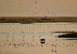 Los ecologistas alertan a la Unesco y la UE de los «graves» impactos que acarreará el deslinde de Doñana propuesto por el Gobierno