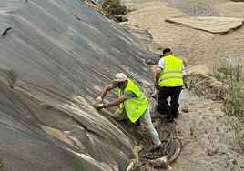 En primera instancia se están plantando árboles en la zona donde ya se eliminó la caña y se colocó la malla