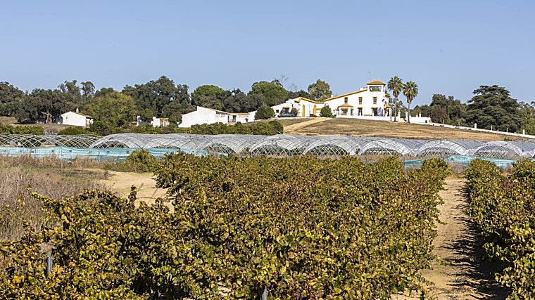 Buena parte de la economía de Rociana del Condado se basa en la agricultura