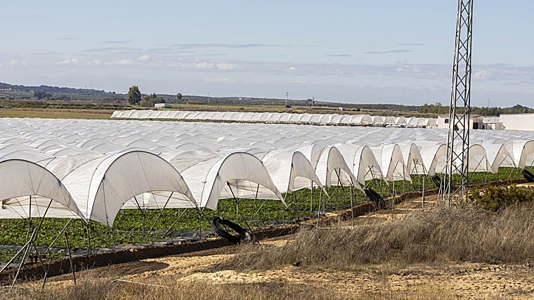 La economía de Rociana busca salir a flote con sectores como la agricultura