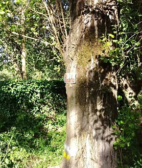 Imagen secundaria 2 - En esta ruta de senderismo de Huelva te puedes encontrar a Pinocho: se encuentra en pleno corazón de la Sierra de Aracena