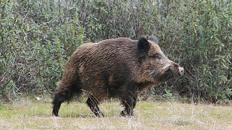 Imagen de un ejemplar de jabalí