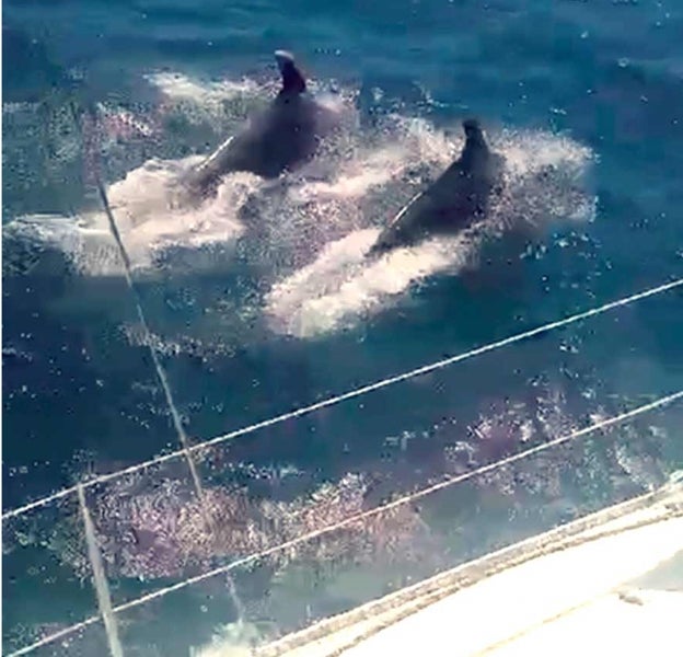 Los delfines saltan junto al barco