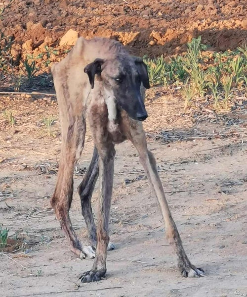 Un galgo lucha por mantenerse en pie