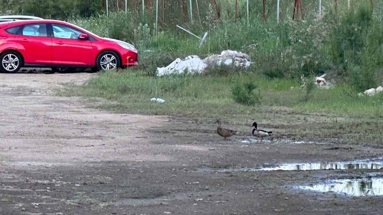 Dos patos, este domingo, en una charca junto a la vieja estación