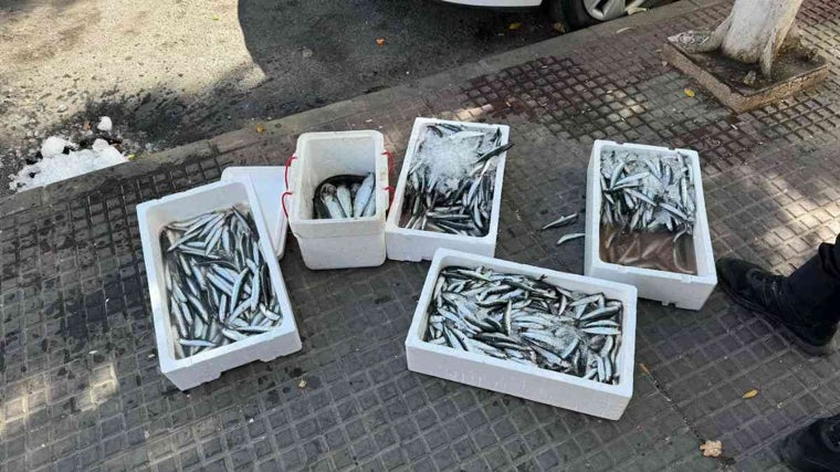 El pescado incautado a las puertas de un supermercado de Isla Cristina