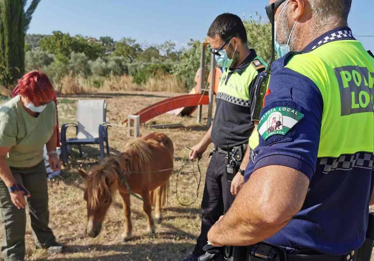 Un poni que deambulaba por una carretera, rescatado la asociación y policías municipales