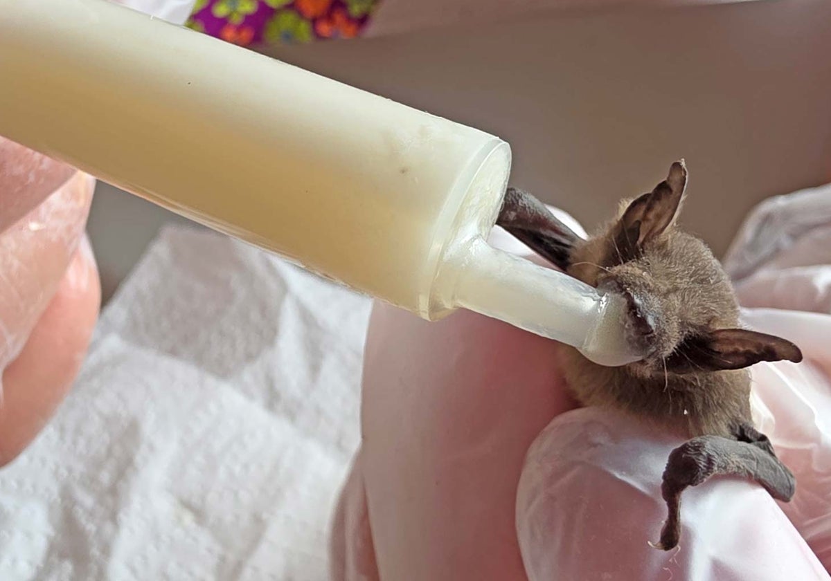 Una voluntaria del santuario alimenta a una cría de murciélago