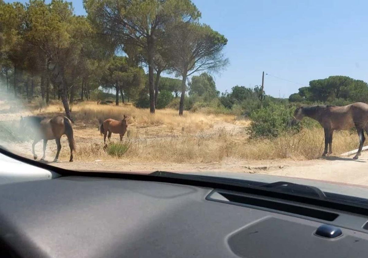 Caballos en libertad junto a una carretera onubense