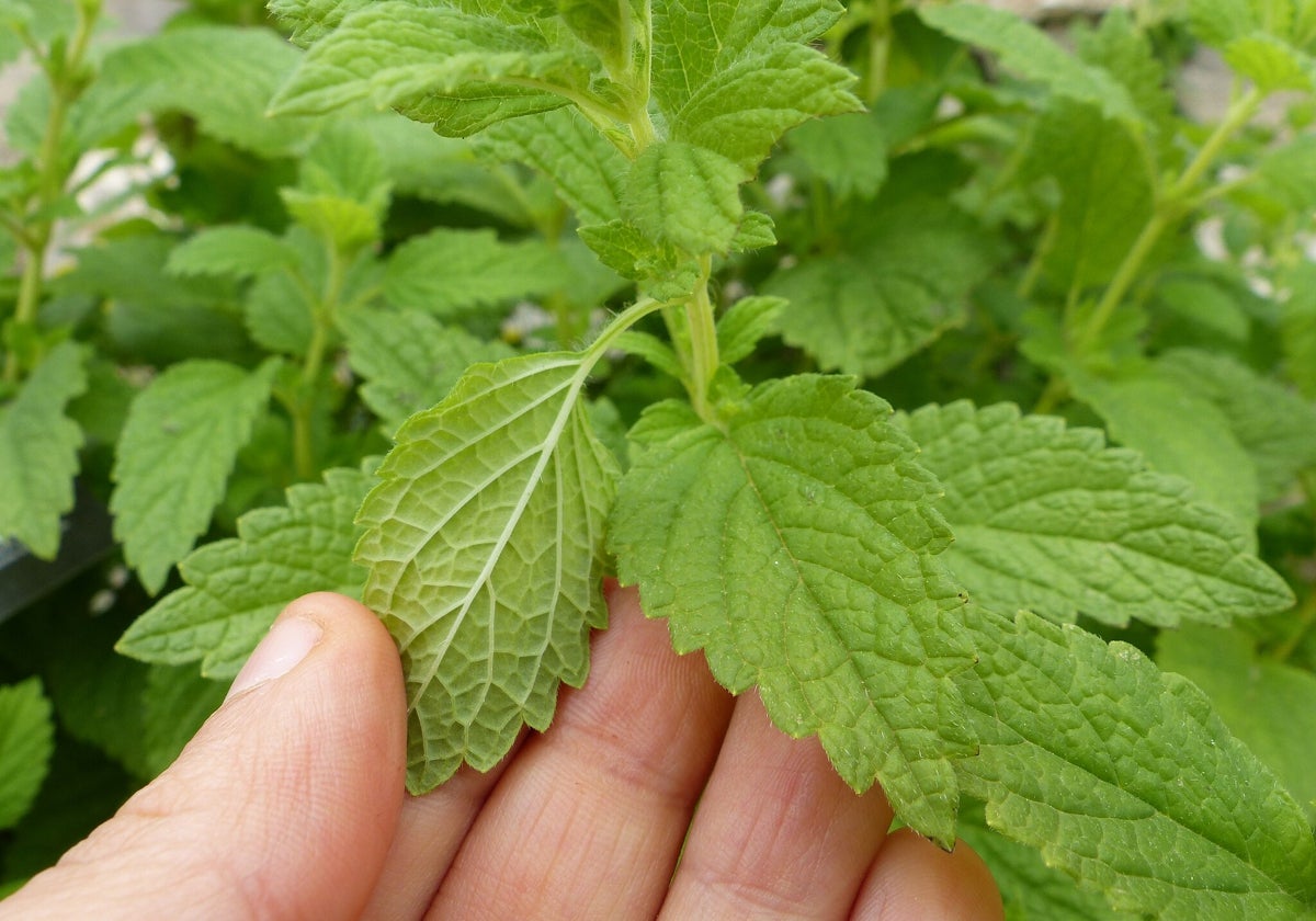 Imagen de la planta que recomiendan los herbolarios para aliviar la depresión invernal y calmar la ansiedad