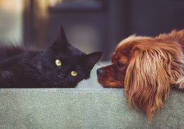 Las mejores mascotas de Huelva pueden ganar más de 300 euros en un concurso en Holea
