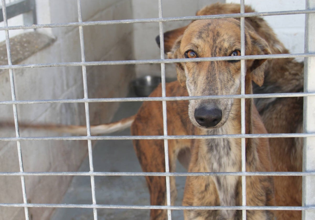 Uno de los perros en el Centro Provincial de Animales de la Diputación de Huelva