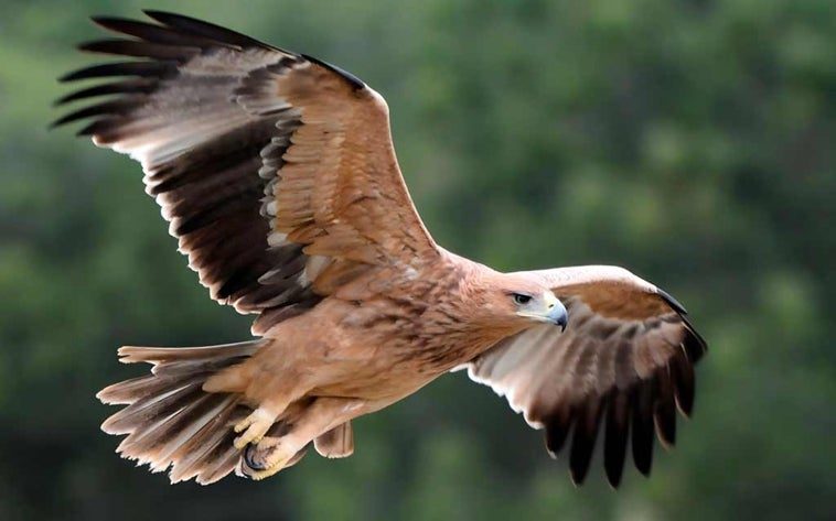 Un ejemplar de la especie en pleno vuelo