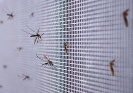 Lidl tiene la planta perfecta para olvidarte de los mosquitos en casa y solo cuesta 2,49 euros