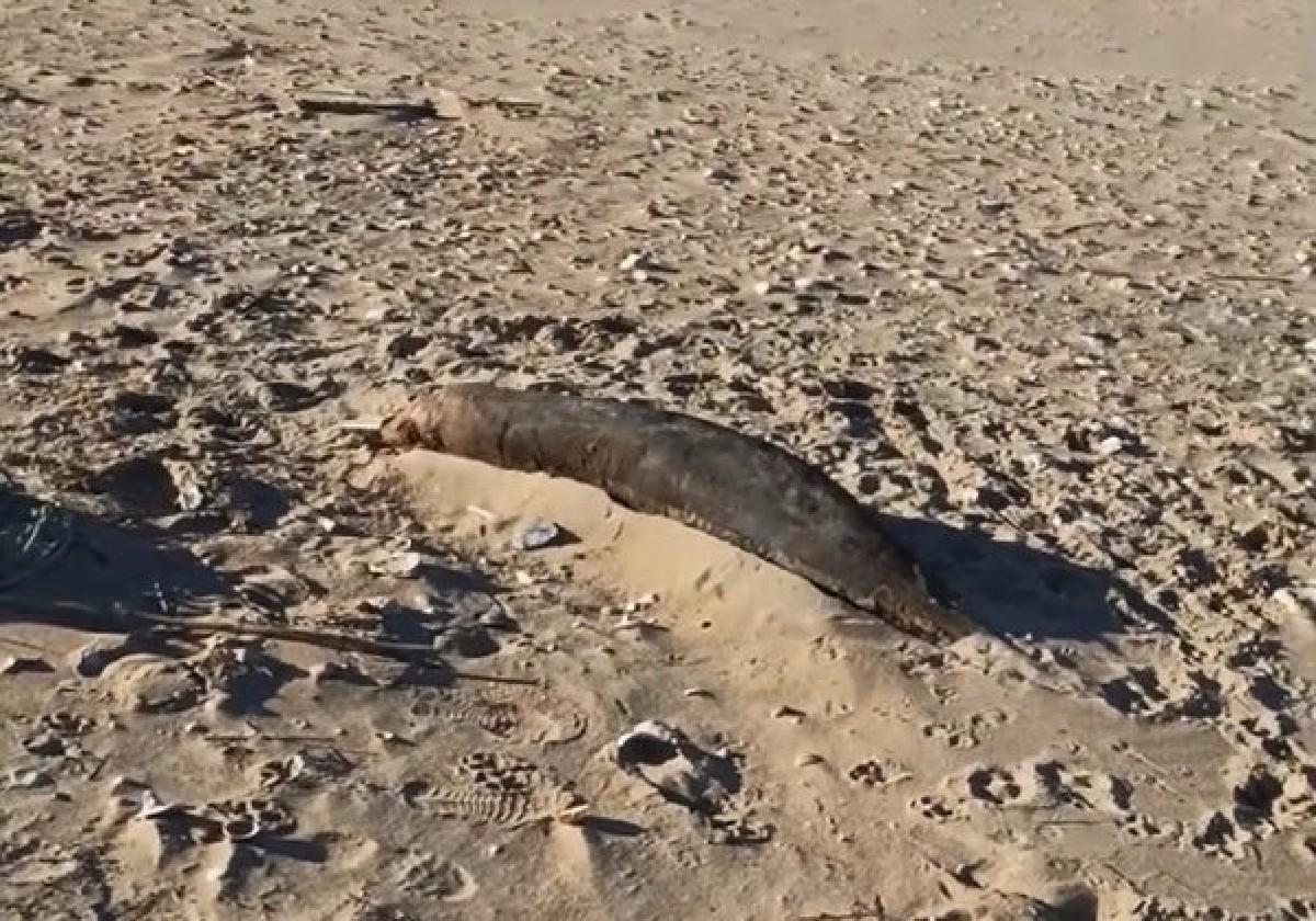 Imagen de la foca muerta en la Playa de Huelva