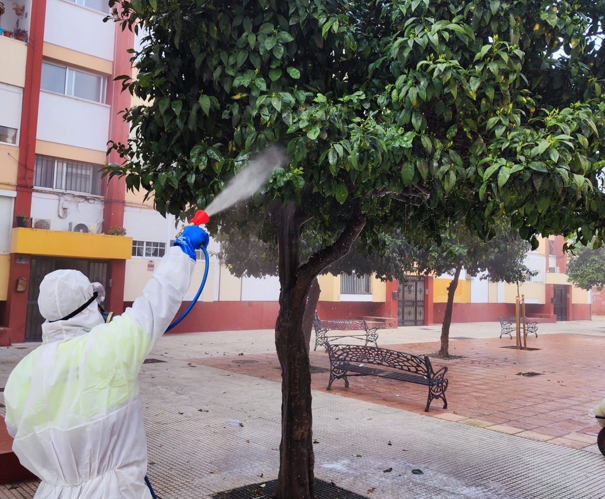 Nueva técnica para eliminar las plagas de insectos en los más de 5.500 naranjos de Huelva