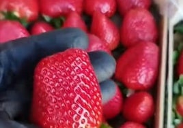 Un frutero de Granada dice esto sobre las fresas de Huelva: «¡Qué no te engañen!»