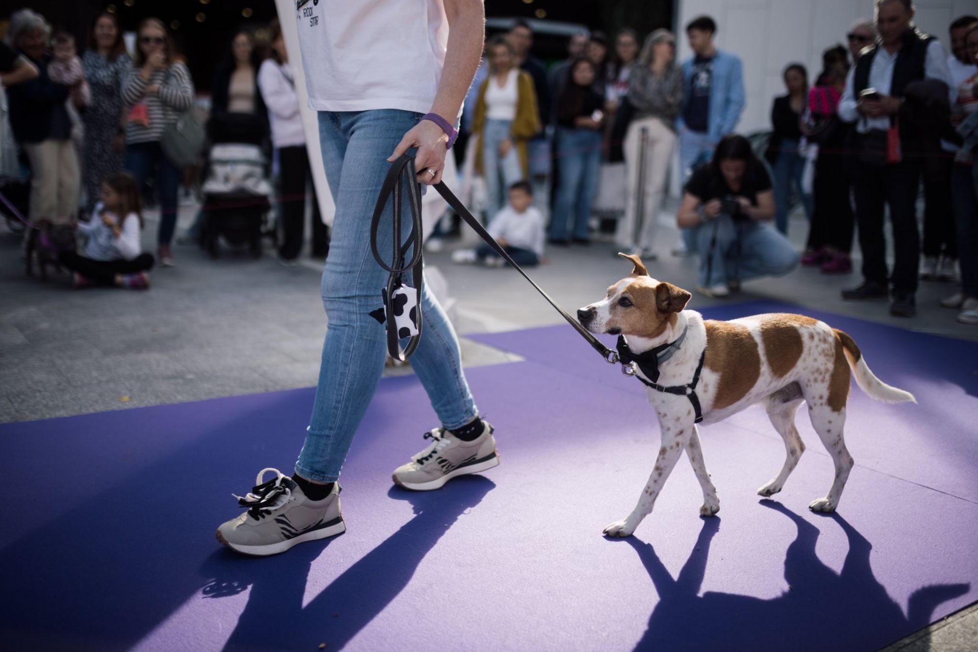 Estas son las mejores mascotas de Huelva
