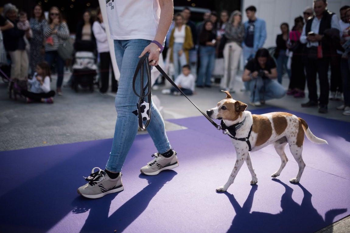 Estas son las mejores mascotas de Huelva
