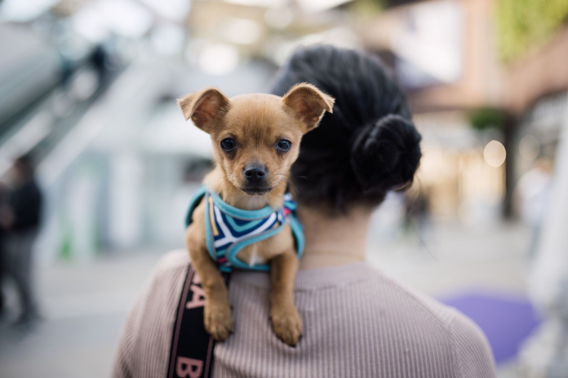 Estas son las mejores mascotas de Huelva