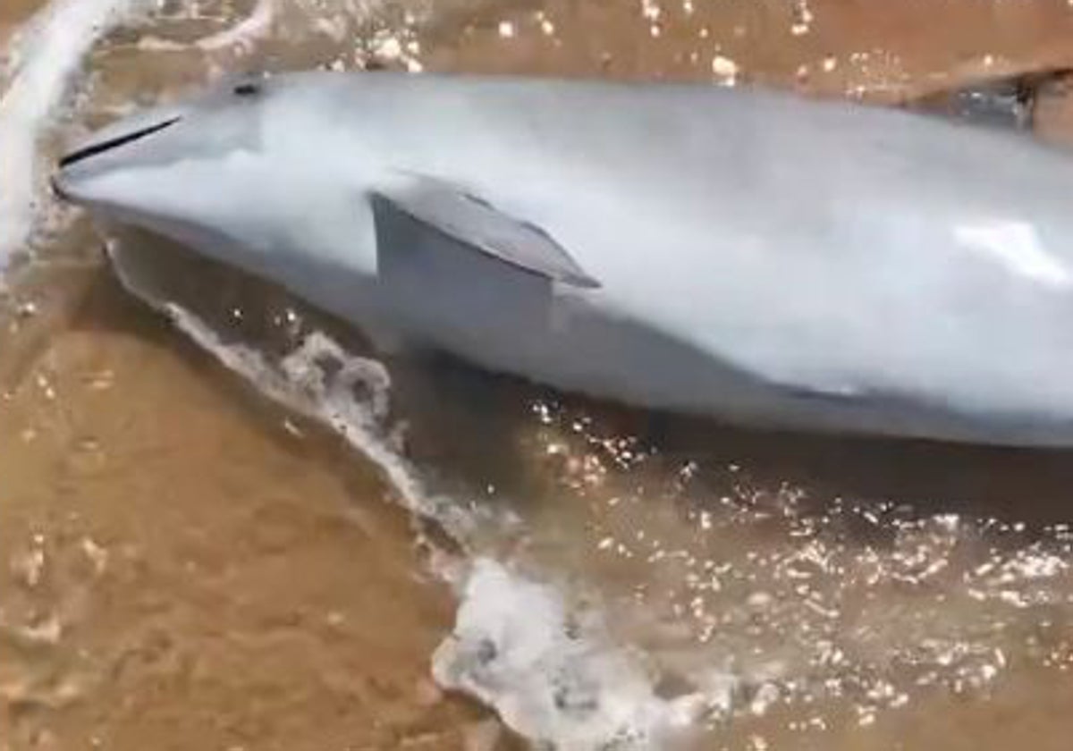 El delfín que apareció en una playa de la costa de Huelva esta semana