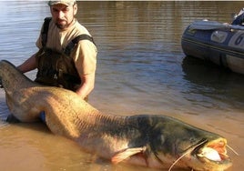 La especie depredadora del siluro se multiplica en el Guadalquivir y ya es una amenaza seria para Doñana