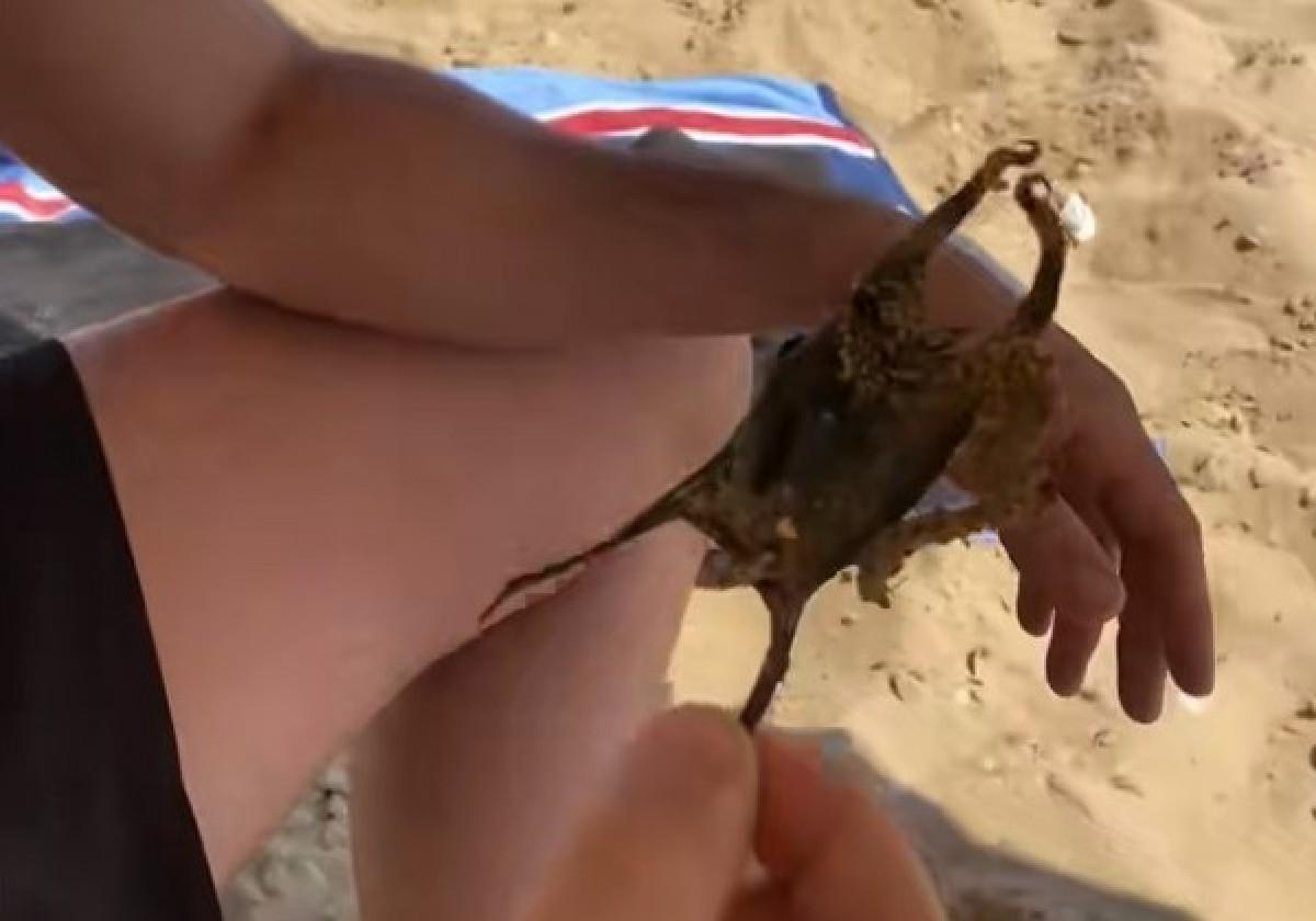 Estaba en la playa de Huelva y se encontró un huevo de tiburón en la orilla