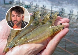 Un pescadero de Málaga explica de qué están hechas las cáscaras de las gambas: «No es de calcio, como muchos creen»