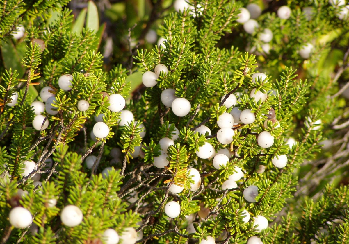 Esta es la perla blanca que solo se encuentra en Mazagón y sabe a arándanos