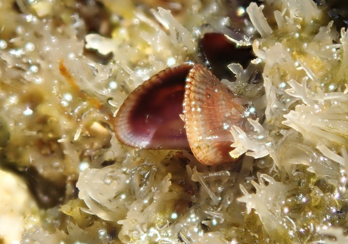 Imagen de archivo del mejillón egipcio, la especie invasora que ha llegado a Andalucía y cuyo origen se encuentra en el Mar Rojo