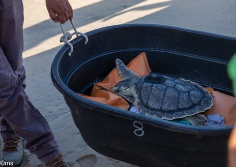 Imagen secundaria 1 - La tortuga lora es una de las especies «más peculiares» por sus hábitos y características morfológicas