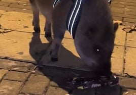 La curiosa mascota de un onubense que se ha vuelto viral en redes sociales: «¡Huelva es increíble!»