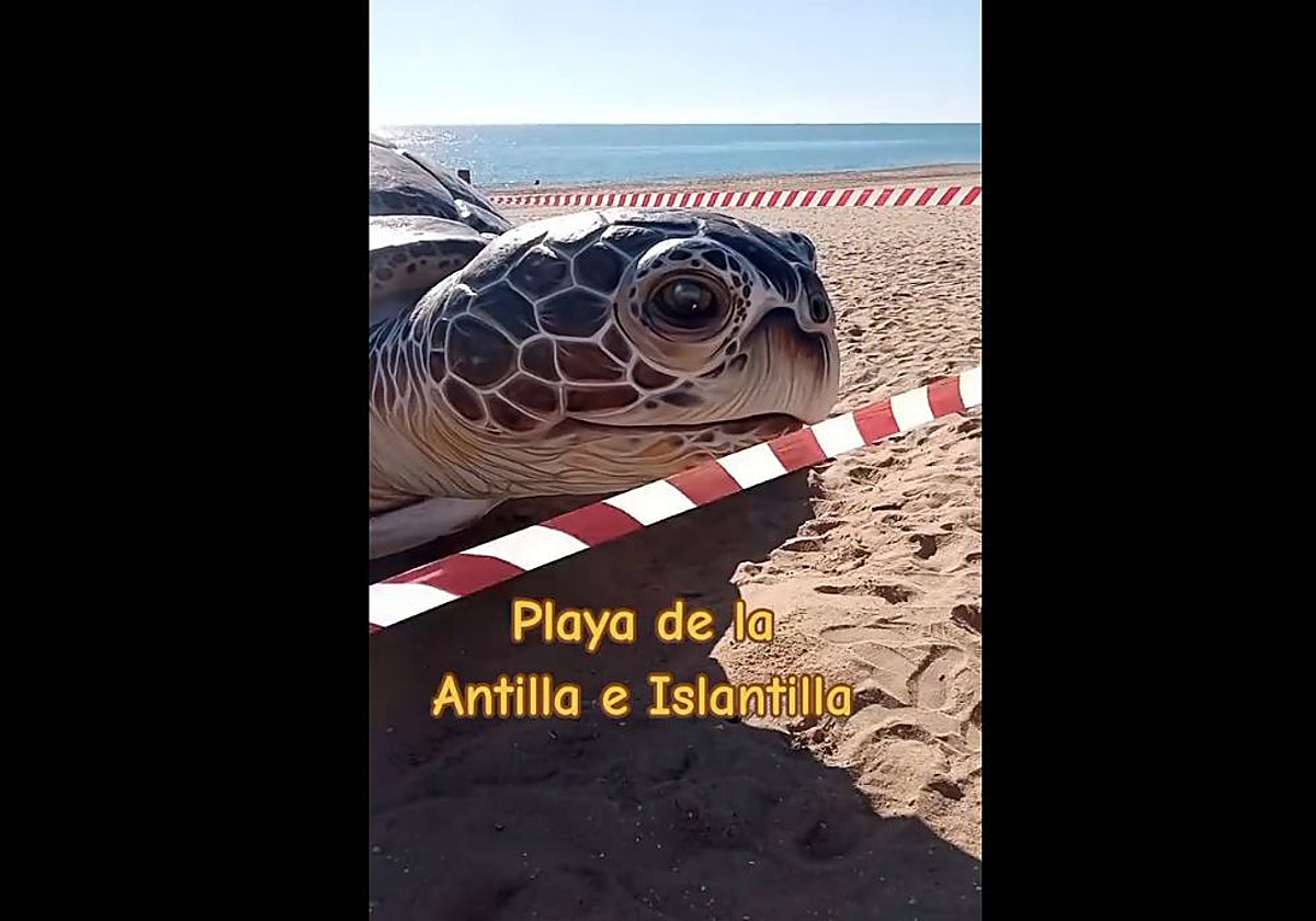 La tortuga de enormes dimensiones