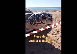 En esta playa de Huelva puedes ver la tortuga más grande de España: «¡Qué pasada!»