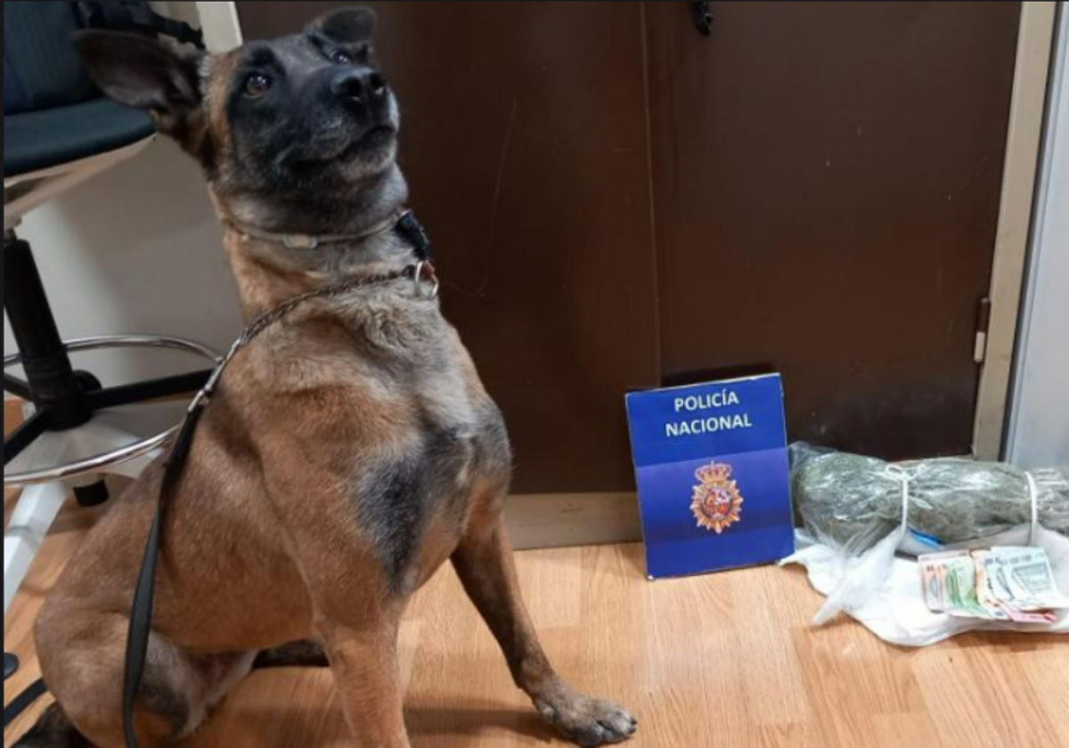 La perra policía 'Coca' junto a la droga intervenida