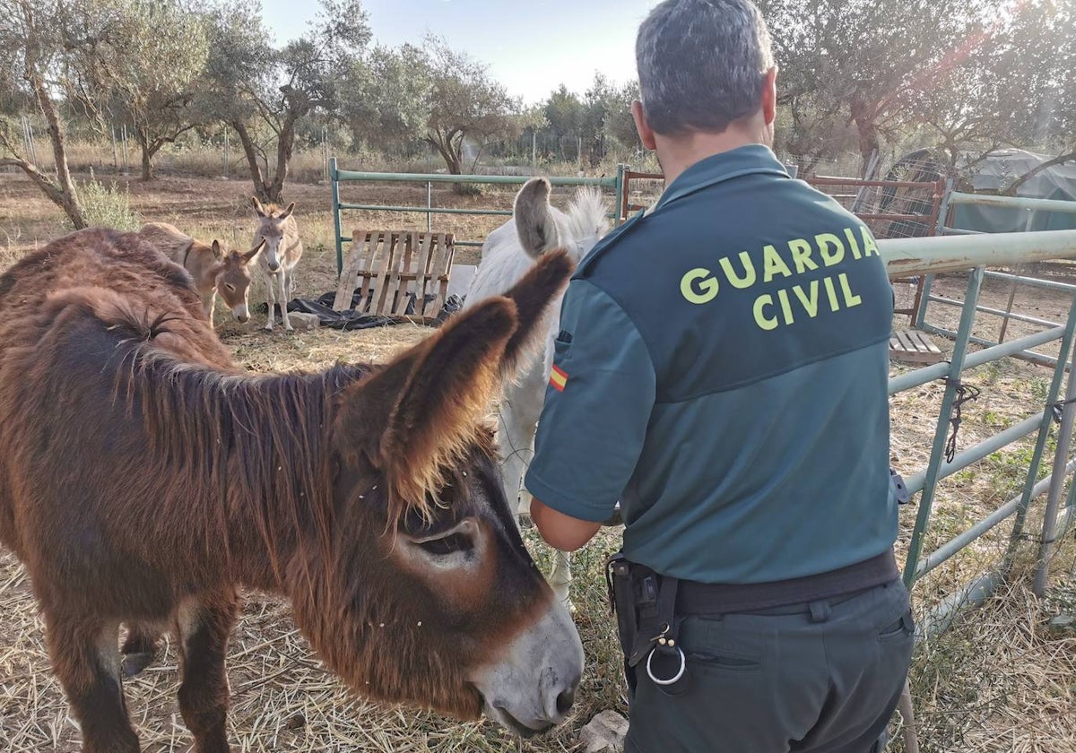 Uno de los animales de la Asoción 'El Burrito Feliz'