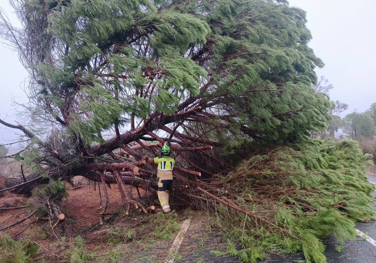 Árbol caído en una carretera onubense a causa del temporal