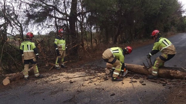 Intervención de los efectivos del Consorcio Provincial de Bomberos para retirar un árbol derribado por el viento