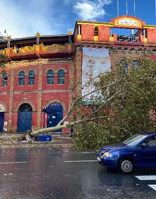 Otro árbol derribado junto a la plaza de toros