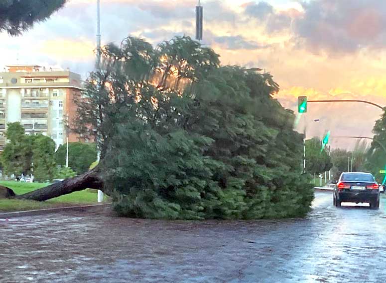 Árbol de gran porte derribado en la Avenida de Andalucía